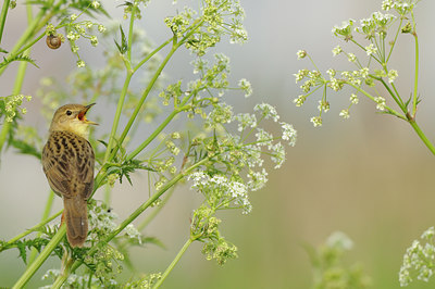 BUITEN BEELD Foto: 56791