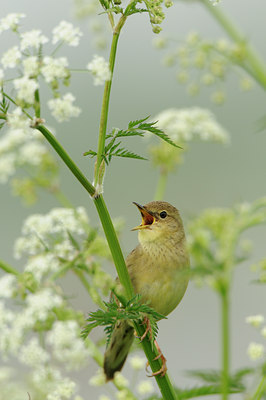 BUITEN BEELD Foto: 56792