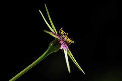 BUITEN BEELD Foto: 56796