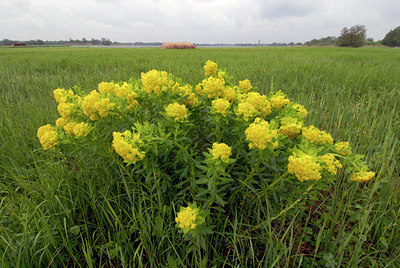BUITEN BEELD Foto: 56805