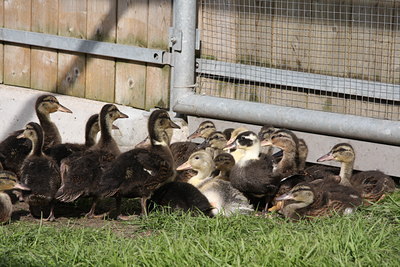 BUITEN BEELD Foto: 56827