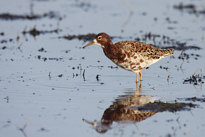 BUITEN BEELD Foto: 56828