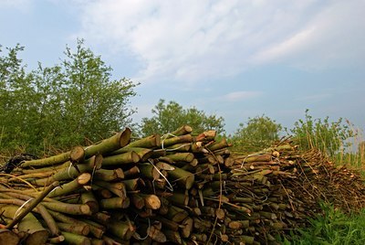 BUITEN BEELD Foto: 56845