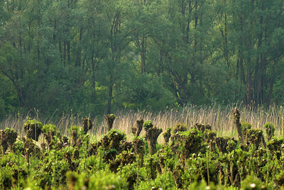 BUITEN BEELD Foto: 56850