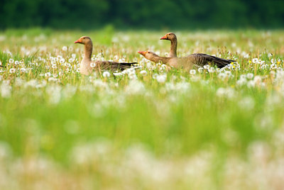 BUITEN BEELD Foto: 56856