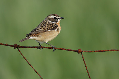 BUITEN BEELD Foto: 56861