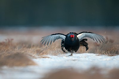BUITEN BEELD Foto: 56866