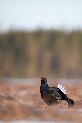 BUITEN BEELD Foto: 56868