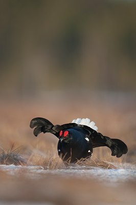 BUITEN BEELD Foto: 56869
