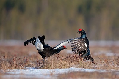 BUITEN BEELD Foto: 56875