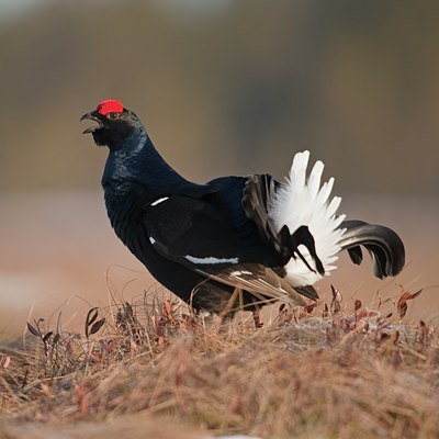 BUITEN BEELD Foto: 56877