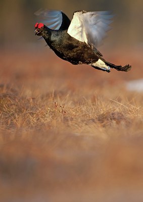 BUITEN BEELD Foto: 56882
