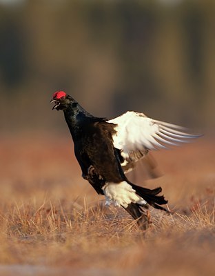 BUITEN BEELD Foto: 56883