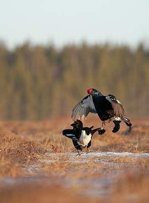 BUITEN BEELD Foto: 56884