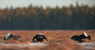 BUITEN BEELD Foto: 56886