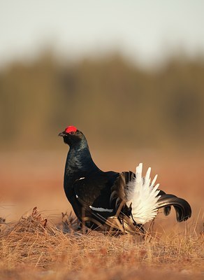 BUITEN BEELD Foto: 56887