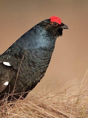 BUITEN BEELD Foto: 56895