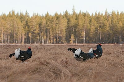 BUITEN BEELD Foto: 56898