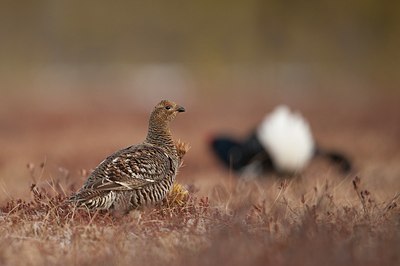 BUITEN BEELD Foto: 56900