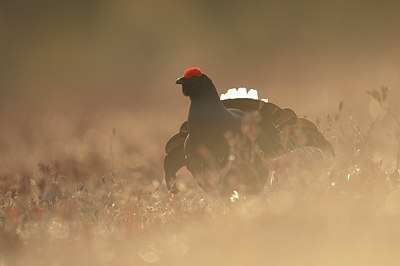BUITEN BEELD Foto: 56904
