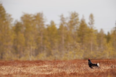 BUITEN BEELD Foto: 56910