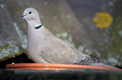 BUITEN BEELD Foto: 56917