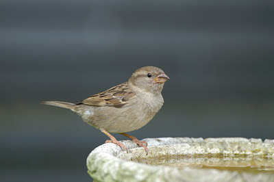 BUITEN BEELD Foto: 56920