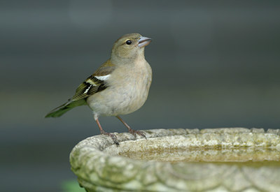 BUITEN BEELD Foto: 56921