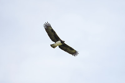 BUITEN BEELD Foto: 56922