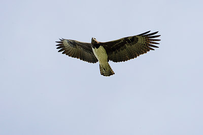 BUITEN BEELD Foto: 56926
