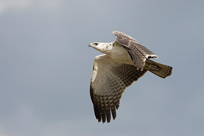 BUITEN BEELD Foto: 56929