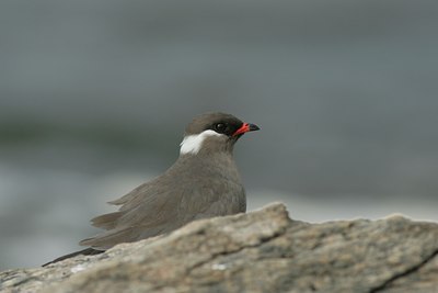 BUITEN BEELD Foto: 56943