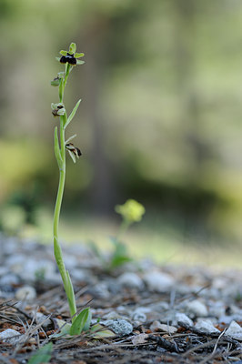 BUITEN BEELD Foto: 56982