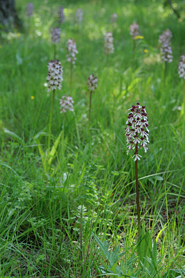 BUITEN BEELD Foto: 56992