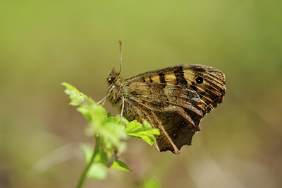 BUITEN BEELD Foto: 56999