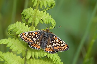 BUITEN BEELD Foto: 57004
