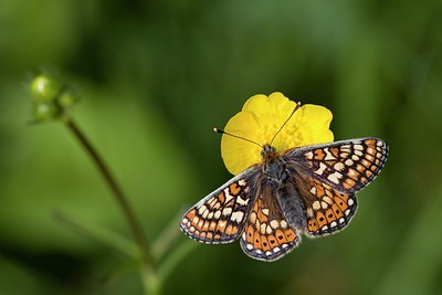 BUITEN BEELD Foto: 57009