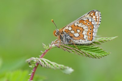 BUITEN BEELD Foto: 57010