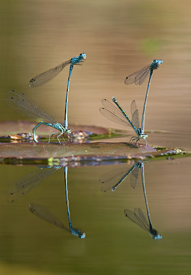 BUITEN BEELD Foto: 57048
