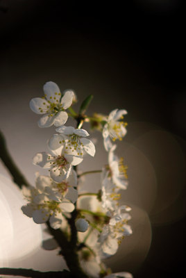 BUITEN BEELD Foto: 57065