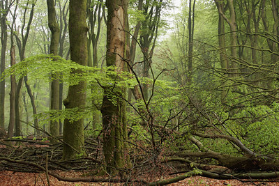 BUITEN BEELD Foto: 57100