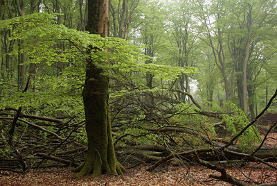 BUITEN BEELD Foto: 57101
