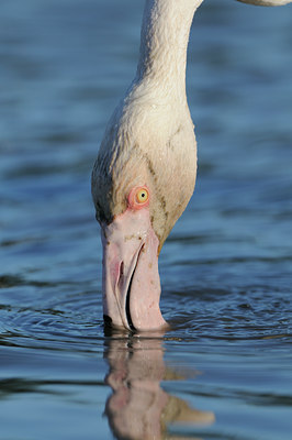 BUITEN BEELD Foto: 57105