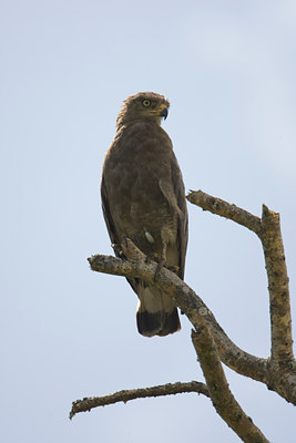 BUITEN BEELD Foto: 57109