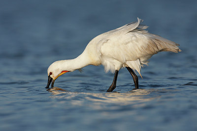 BUITEN BEELD Foto: 57134
