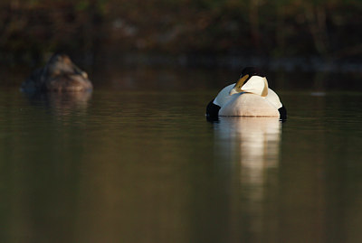 BUITEN BEELD Foto: 57143