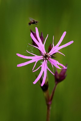 BUITEN BEELD Foto: 57159