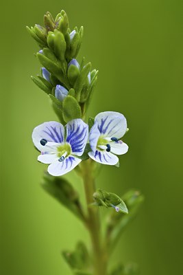 BUITEN BEELD Foto: 57163