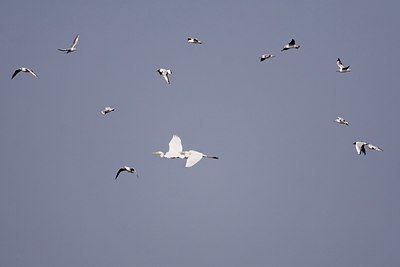 BUITEN BEELD Foto: 57186