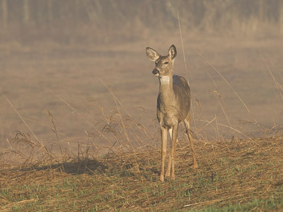 BUITEN BEELD Foto: 57276